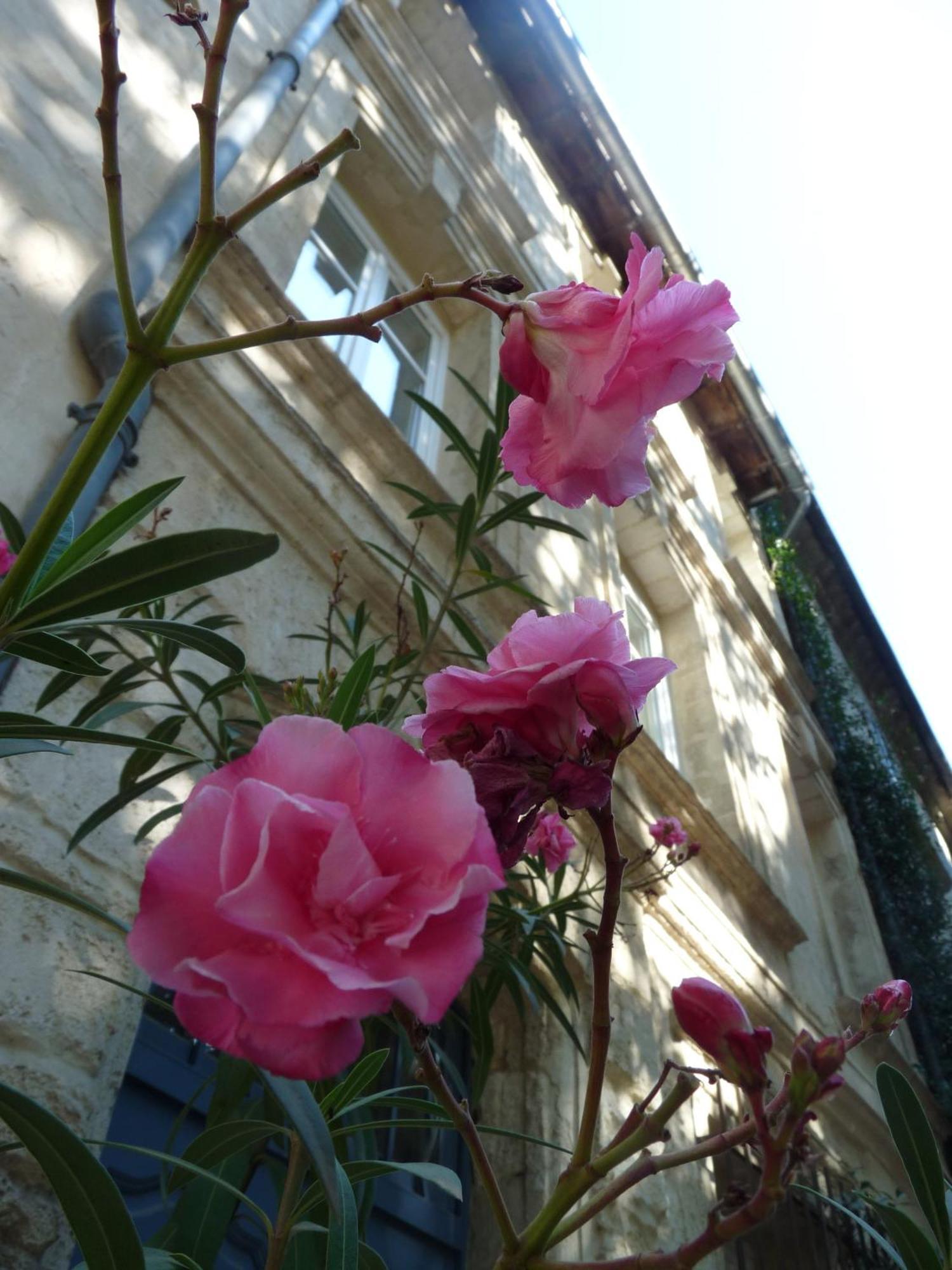 Couette-café Le Limas Avignon
